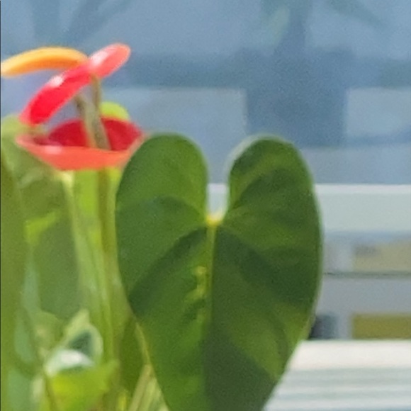 Meet your Posher, Fegor - Picture 1 of 1